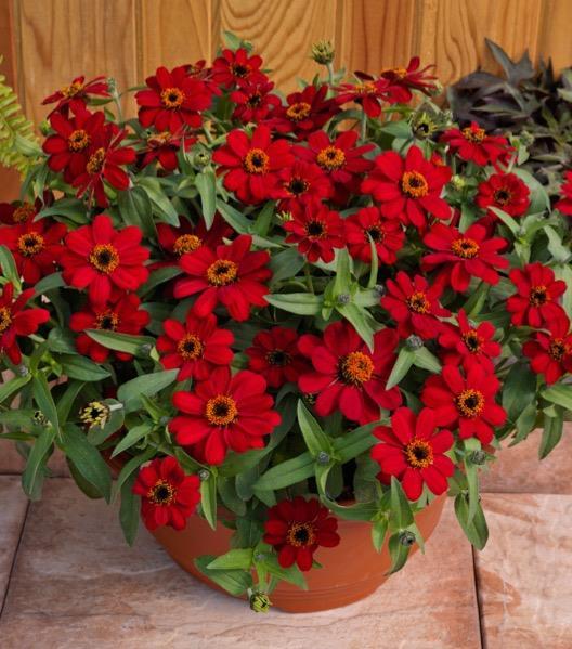 Profusion Red Zinnia New Color First true red in its class!