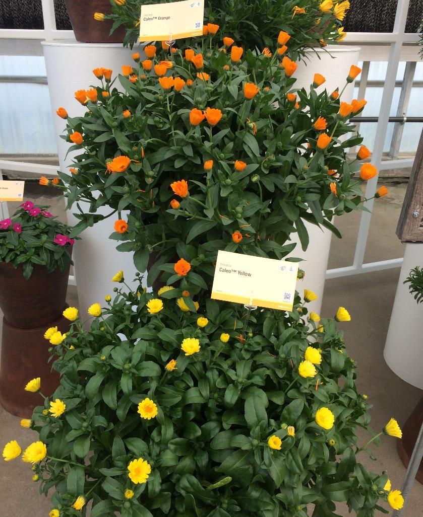 More from Syngenta Flowers New Series Calendula Caleo Series New vegetative series, 2 colors Flowers in cool weather and through the heat of summer Resistant to powdery mildew
