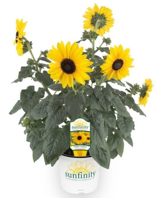 Sunfinity Yellow w/dark Center Helianthus New Variety Endless Blooms All Season Long Premium pot