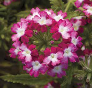 Exciting bicolors now available in a bedding verbena Same great Obsession