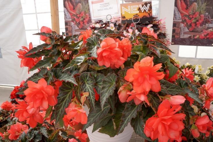 New Begonias from Dümmen Orange New Series I Conia New brand 2 colors: New Miss