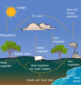 For microbes to use energy and respire carbon dioxide (Soil Respiration lesson plan), they must uptake food. Food for these microorganisms is organic matter that comes from dead plant material.