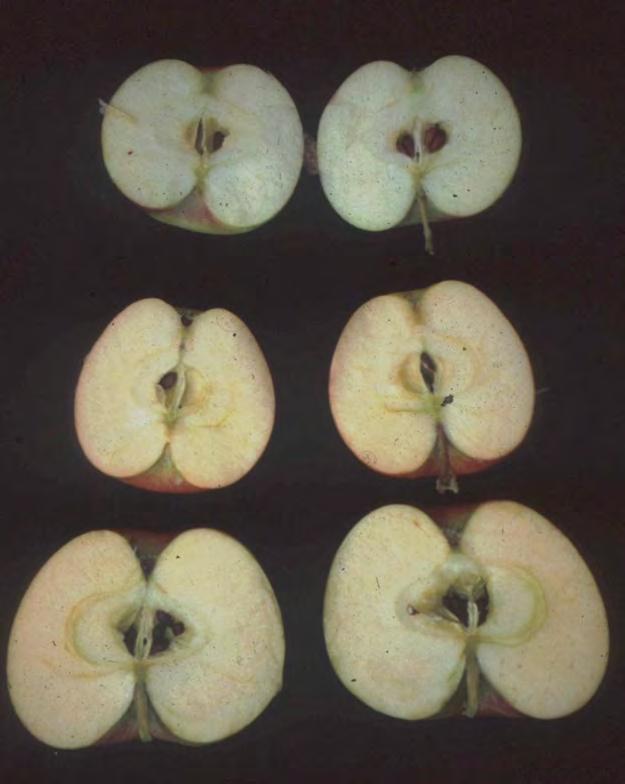 Biennial Bearing in Apples Possible causes Nutrient diversion (Kraus and Kraybill) Floral inhibition produced by seeds (Chan and