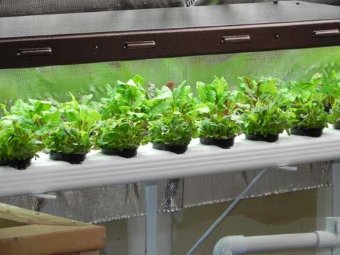 This has worked very well for leafy greens like basil, lettuce, and chard. Some vegetables may require the more intense light lighting when growing indoors.