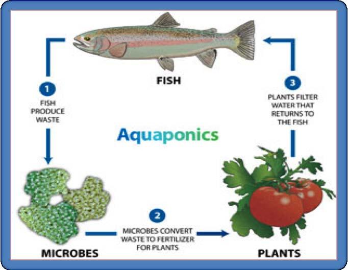 INTRODUCTION TO AQUAPONICS Defining Aquaponics WHAT IS IT? Aquaponics is the symbiotic growing of plants and aquatic animals in a re-circulating environment.