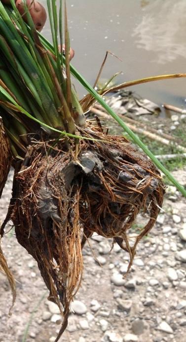 Consequently, the paddy plant is unable to receive nutrient and water efficiently from it roots.