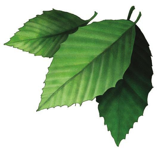 Neem Oil With Safer Brand Neem Oil, you can battle the pests and fungal problems