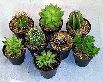 Class ALPINES, CACTI and SUCCULENTS 11 SAXIFRAGE in pot/pan, not to exceed 32 cm external diameter 12 HARDY ROCK GARDEN PLANTS, 3 distinct, in pots or pans, not to exceed 25cm external diameter 13