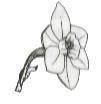 CLASSIFICATION OF NARCISSUS Division 1. Trumpet: Trumpet or corona as long or longer than perianth segments (petals), one flower to a stem Division 2.