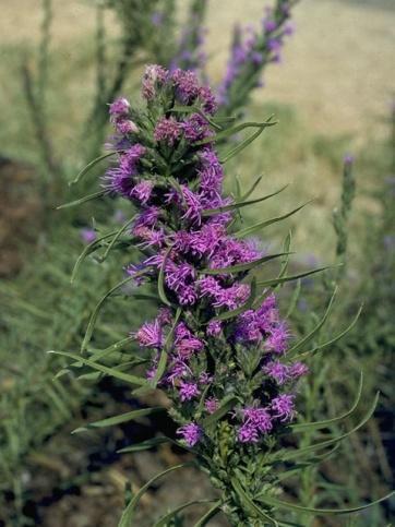 Flowers: Purple, densely packed flowers grace the upper part of the tall stems August through December. Look on hillsides now for beautiful swaths of purple from this plant.