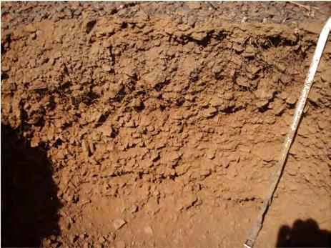 This subsoil may have other benefits for plant growth, especially the deeper loams found on slopes, wash plains and alluvial flats.