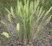 Prairie Dropseed is a great choice of grass for your native landscape.