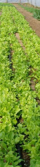 Direct-seeded cool season crops Arugula: every 3-4 weeks Carrots: seed in Oct., harvest in Jan. Mesclun: Oct. Nov. and mid Feb.