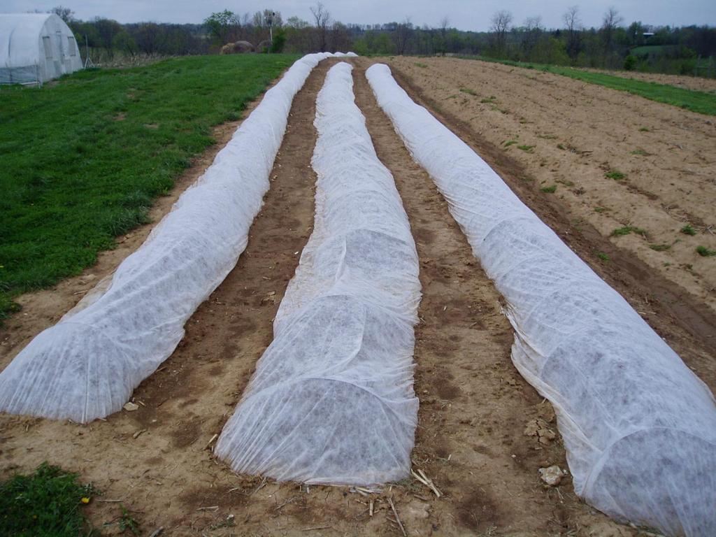 Early cabbage protected