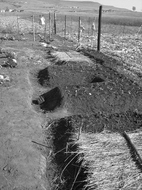 In this picture a number of trench beds have been prepared in a garden in Potshini. The owner has used two of this trenches as seed beds.