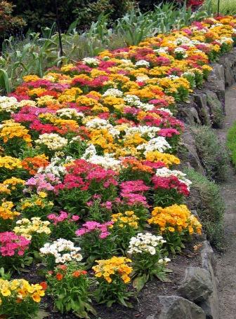bedding plants from lower 48 vendors.