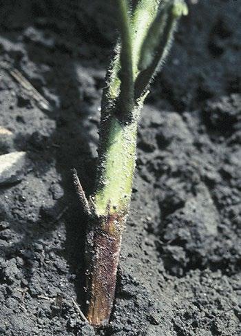 RHIZOCTONIA ROOT ROT (Rhizoctonia solani) Incidence: Rhizoctonia root rot has been found in most of the soybean-growing areas of the province.