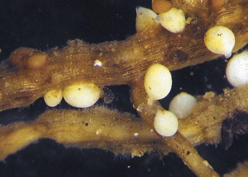 Photo 16 19. Soybean root with SCN cysts. Yellow-brown, lemon-shaped cysts (pin-head size) are produced on the roots of plants infected with soybean cyst nematode.