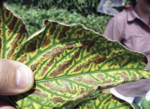 Sudden Death Syndrome (SDS): Infected plants wilt and die very quickly in July and August. Interveinal chlorosis and necrosis of the upper leaves (Photo 16 24) and defoliation may occur.