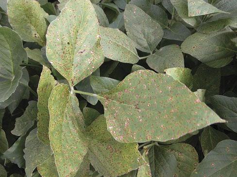 FROG-EYE LEAF SPOT (Cercospora sojina) Incidence: Economic impact is usually minimal and the disease is most frequent in the extreme southwest counties. Photo 16 32.