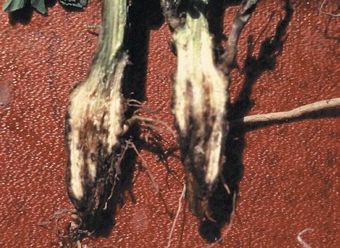Agronomy Guide for Field Crops a reddish-brown, water-soaked lesion may develop on the roots (Photo 16 37). In severe cases, root lesions become black, and the taproot may rot entirely.