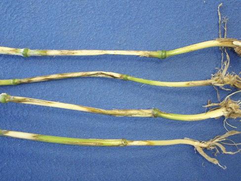 Agronomy Guide for Field Crops Appearance: Eyespot and sharp eyespot produce lesions on the lower sheaths and stems of most cereals (Photo 16 43). Winter wheat is more susceptible than spring cereals.