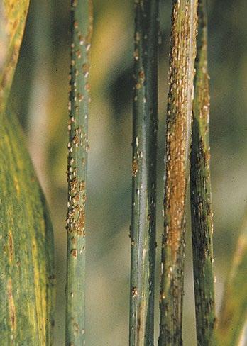 Management Strategies: Although no winter wheat cultivar is resistant to the disease, cultivars do differ in tolerance.
