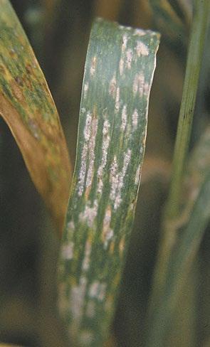 Agronomy Guide for Field Crops Management Strategies: Since the fungal vector for both viruses can survive for many years in the soil, crop rotation as a management option has had limited success.