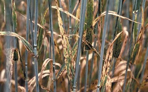 Septoria leaf blotch in oats can cause severe damage in all recommended varieties.