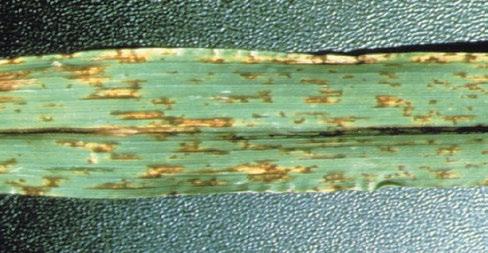 Advanced stages on the culm turn black, and the weakened culm breaks over easily, resulting in damage due to lodging. Avoid planting oats after oats or mixed grains.