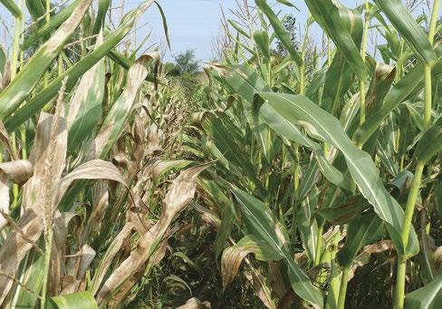 Agronomy Guide for Field Crops United States Midwest Corn Belt and surrounding Great Lakes states. Plants that become infected act as a secondary source of infection and may spread to other fields.