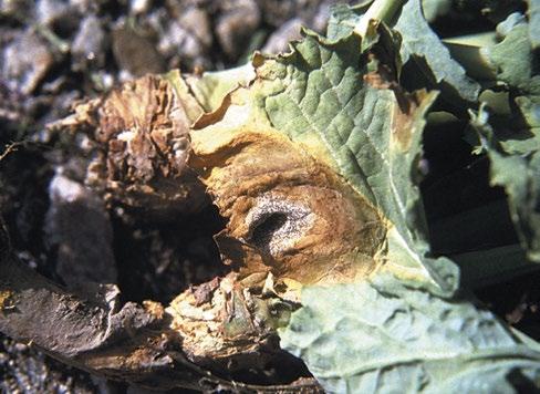 Appearance: Infection by these fungi, or disease complex can exhibit many different symptoms. These include seed decay, pre- and post-emergence damping-off, seedling blight and seedling root rot.