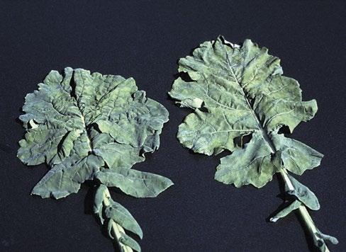 Photo 16 67. Turnip mosaic virus (TMV) causes leaf mottling and wrinkling or puckering of leaves. It can also cause yellowing and stunting.