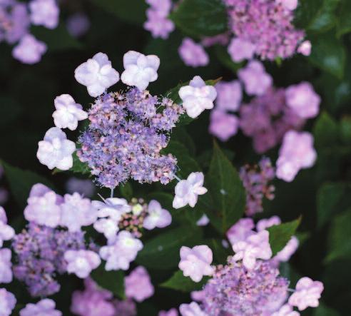 Panicle Hydrangea, and its small stature makes it easy to fit into any landscape! Its white flowers mature to dark pink by early fall.