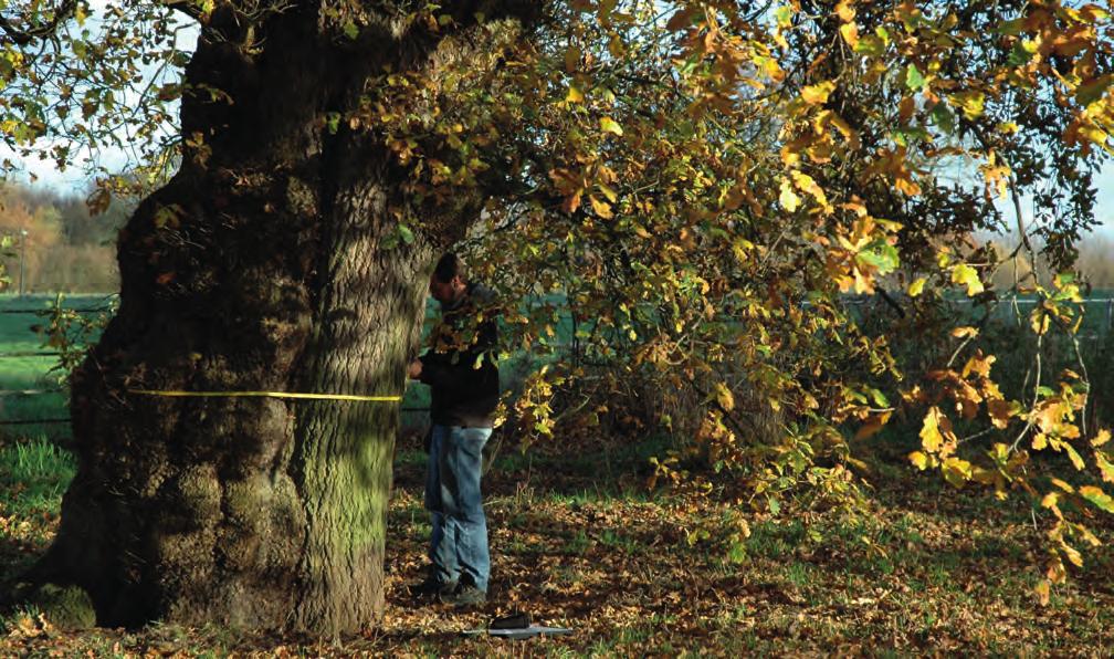 ARBORICULTURE TEP has a team of consultants with expertise in managing trees in rural and urban landscapes offering a range of professional services in accordance with best