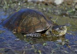 Western pond turtle
