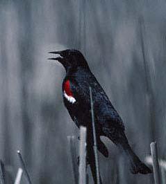 Tricolored blackbird