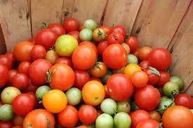 Tomato plants are of the night shade family (Solanacea), which includes chillies, tobacco, potatoes, eggplants and peppers.