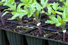 Tips for selection of nursery bought seedlings Choose healthy seedlings, stay away from big plants in small pots and long and leggy plants as they are probably old and root bound which results in