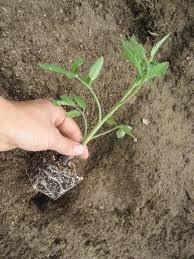 Transplanting tomato seedlings When transplanting seedlings into the ground mix: 4L-sieved compost 1L- vermicast (Fertilis Earthworm Castings) 6ml- organic fertilizer (Vita-Grow 2:3:2) 1L-leaf mould