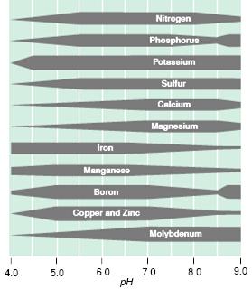 ph affects soil nutrient availability Low ph, acidic soils may limit N, Ca, Mg, Mo because they don t stick tight and can leach away (Fe) or
