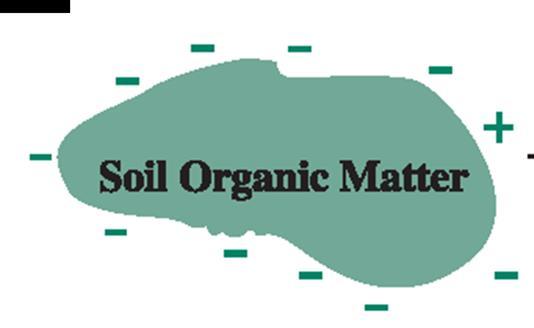 SOM = Soil organic matter Is <6% of soil by weight but controls >90% of the function High surface area and