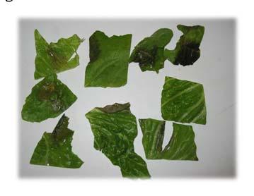 Lettuce Decay Appears watersoaked and wilted with translucent, dull brown to dark or black areas