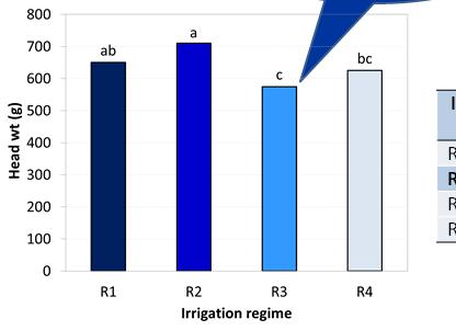 Irrigation regimes on Iceberg lettuce 1. Excess irrigation Increased head compactness Increased cut edge browning decreased visual quality decreased yield 2.