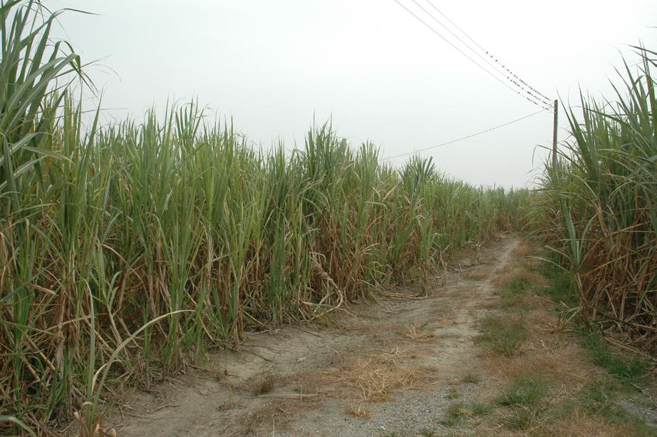 Fig.1. The Landscape of a Sugar Cane Farm In fact, a sugar factory complex could be considered as an example of a cultural landscape of the sugar industry.