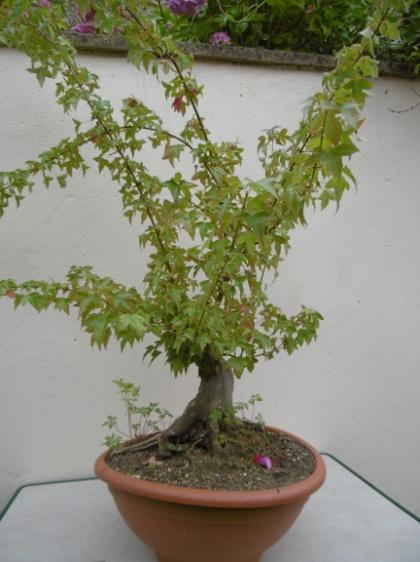 Taunton & Somerset Bonsai Club Workshop 15 July 2017 1. Dave, Trident maple This Trident maple had previously been cut back hard and then allowed plenty of new growth.