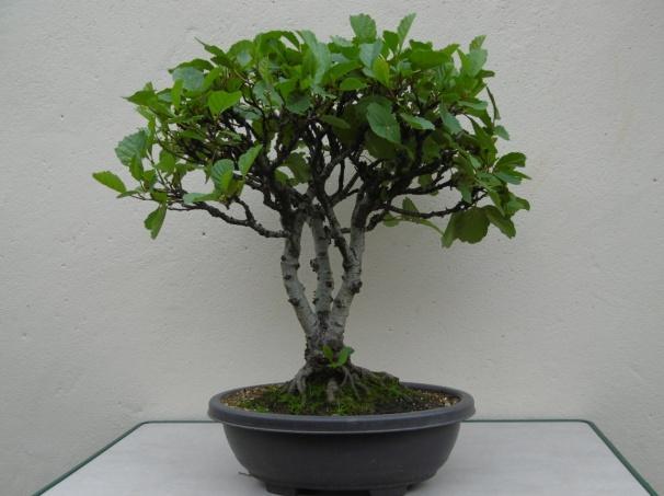 5. Richard M, Alder Alder is an unusual tree for bonsai as they are generally very vigorous and can easily get out of control!