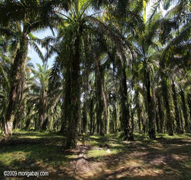 This is a very important crop since 25% of the world vegetable oil production comes from this crop. The oil palm tree gives 10 times more oil than any other crop.