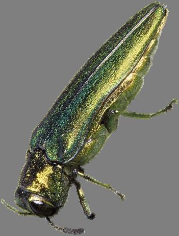 Emerald Ash Borer Unintentional introduction as larvae in