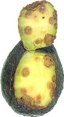 Causal agents of avocado fruit diseases In Australia, anthracnose is predominantly caused by the fungus Co